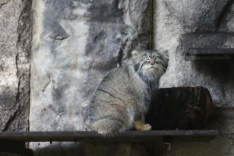 モスクワ動物園のティモフェイの写真