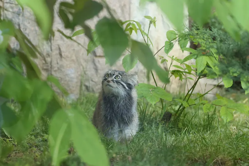 モスクワ動物園のティモフェイの写真