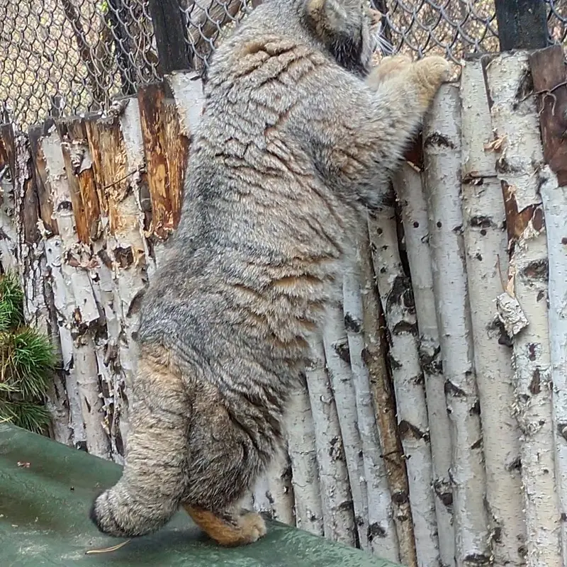 ノヴォシビルスク動物園のカラガンダの写真