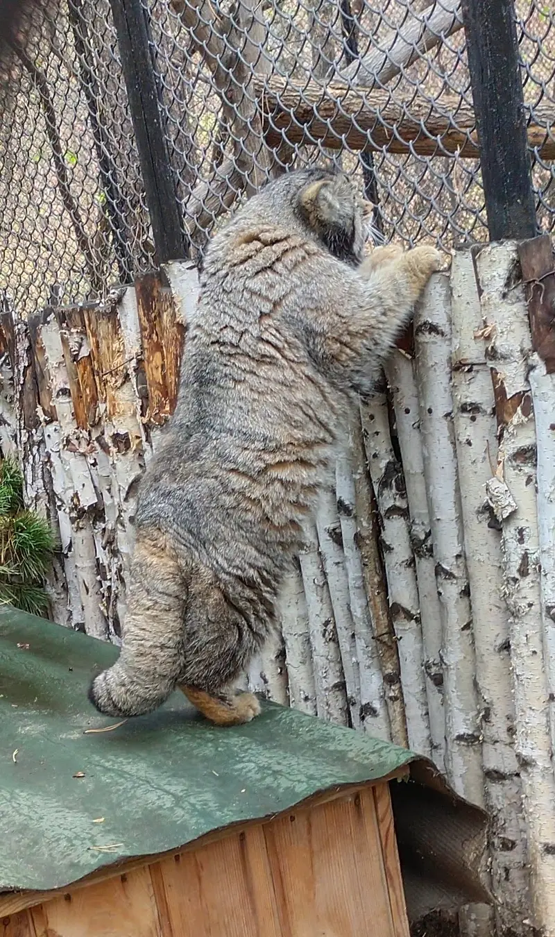 ノヴォシビルスク動物園のカラガンダの写真