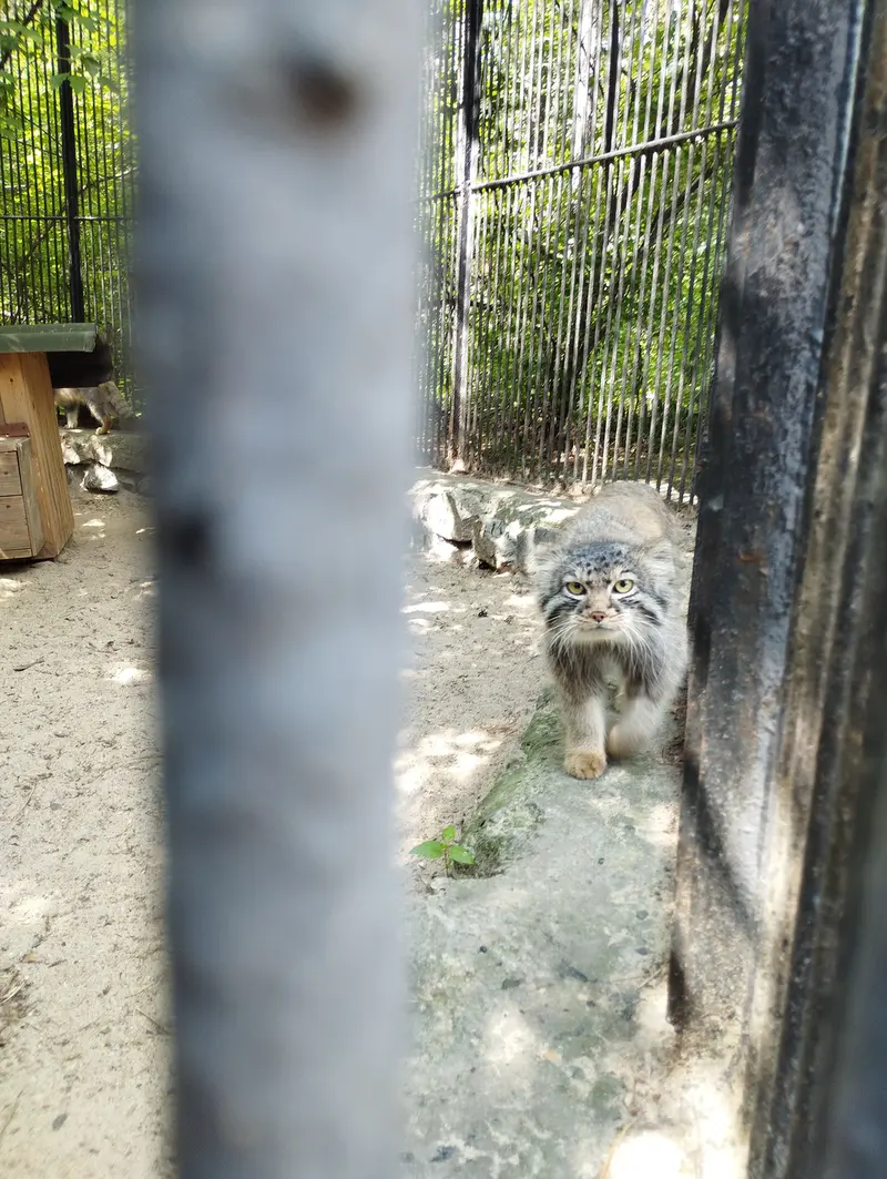 ノヴォシビルスク動物園のマヌルネコの写真