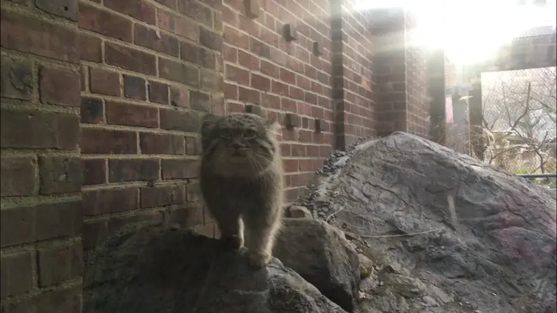 プロスペクト・パーク動物園のバトゥの写真