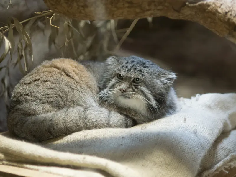 恩賜上野動物園のクリョンの写真