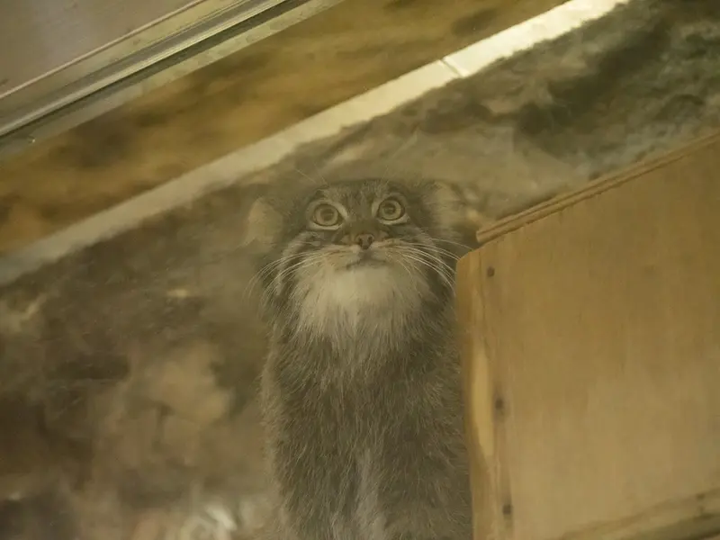 恩賜上野動物園のフィーガの写真
