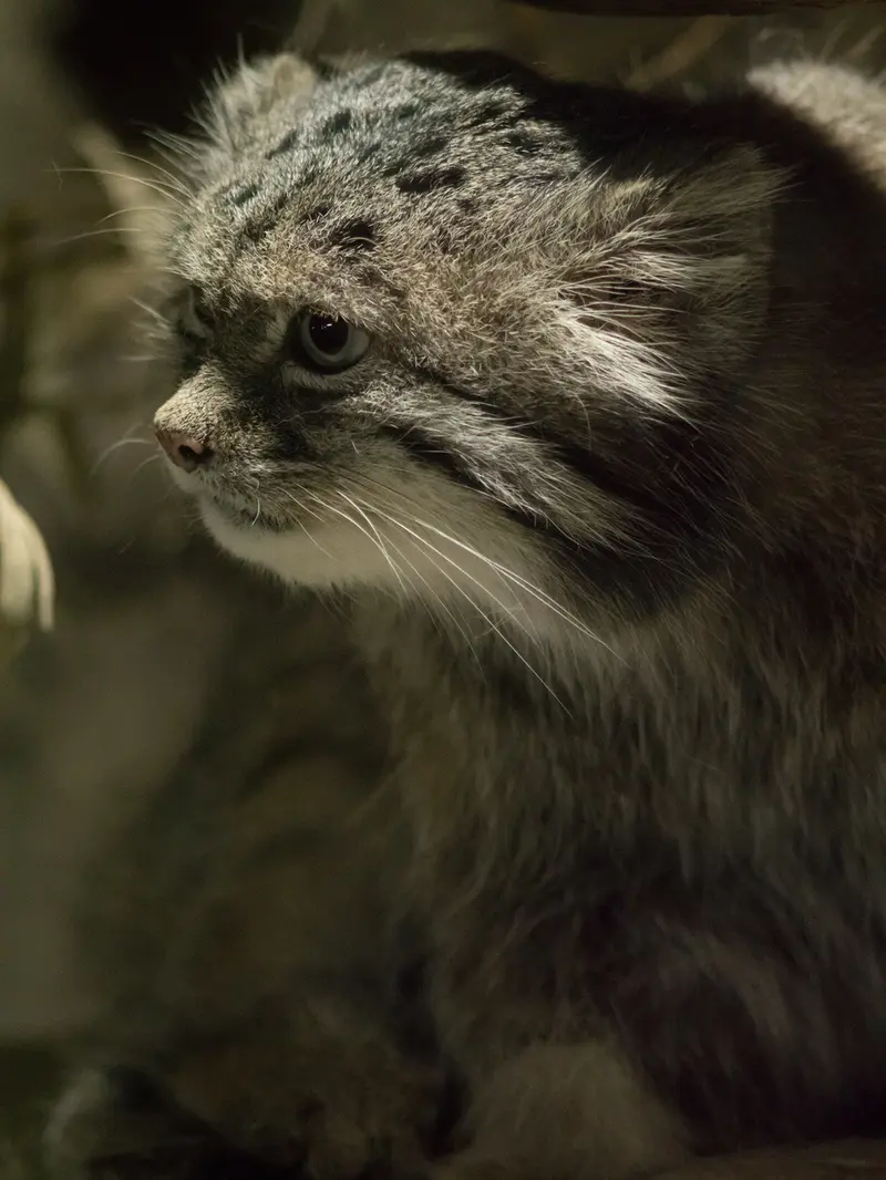 恩賜上野動物園のクリョンの写真