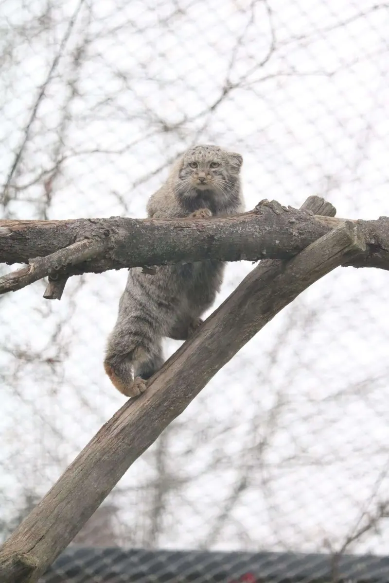 コルケアサーリ動物園のサイミの写真