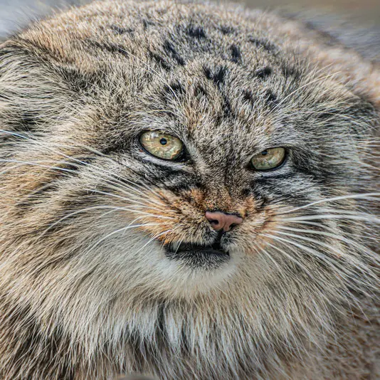 ヴロツワフ動物園のザリナの写真
