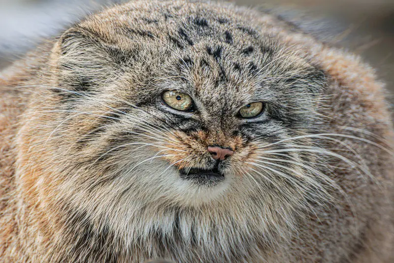 ヴロツワフ動物園のザリナの写真