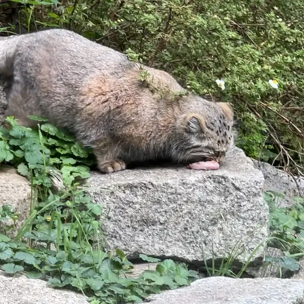 ヴロツワフ動物園のマヌルネコの写真