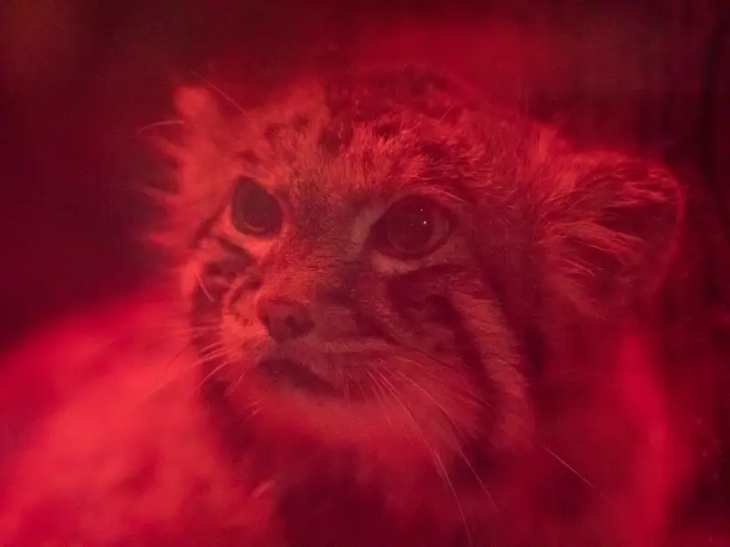 恩賜上野動物園のナイマの写真