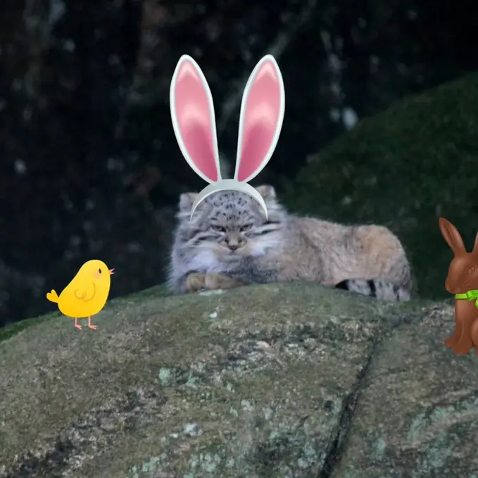 ノルデンス・アークのダッチェスの写真