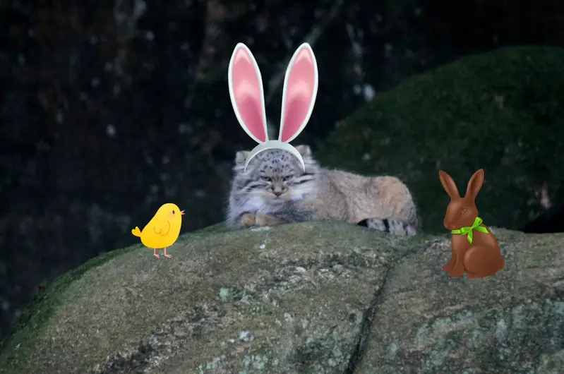 ノルデンス・アークのダッチェスの写真