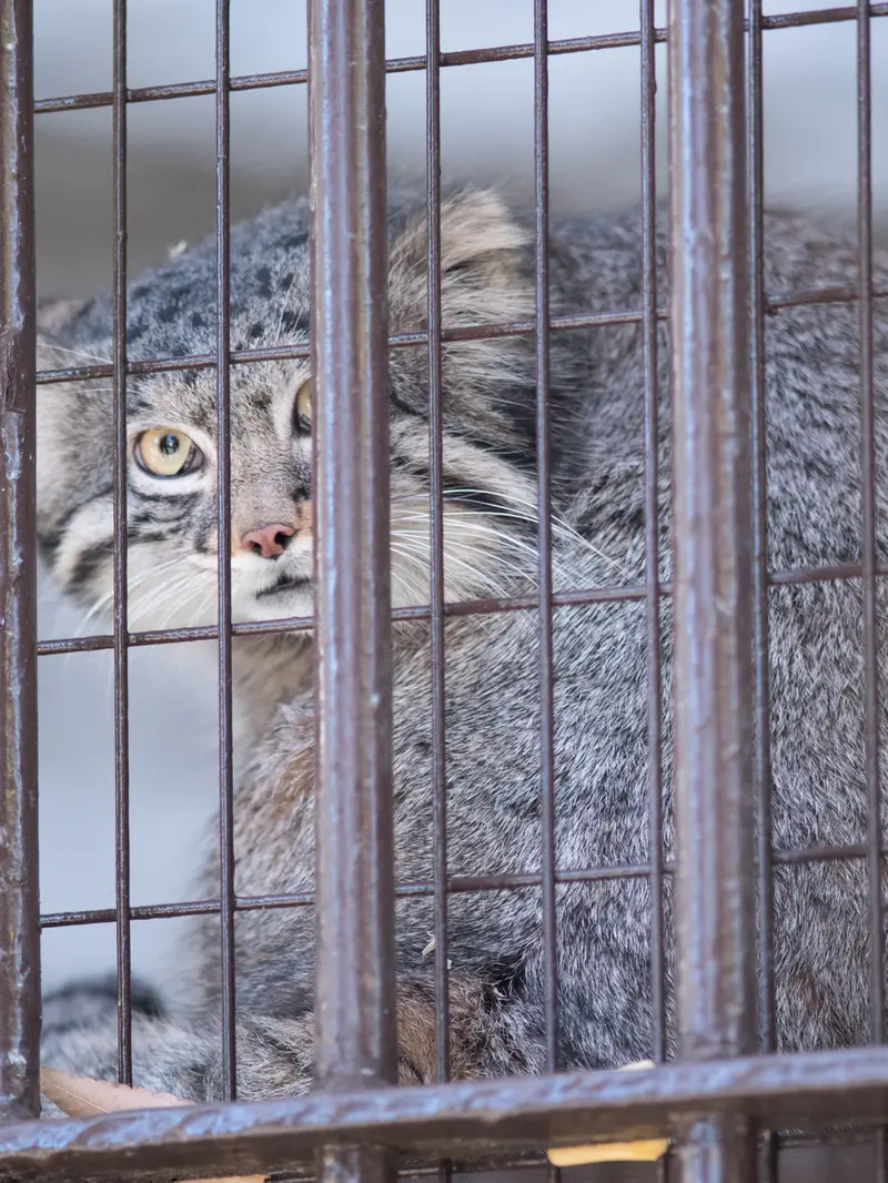 野毛山動物園のフィーガの写真