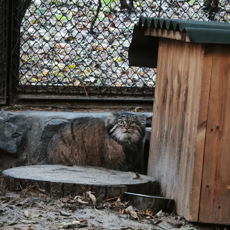 ノヴォシビルスク動物園のアデルの写真