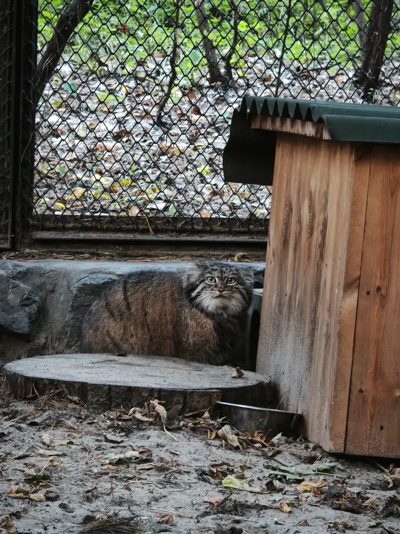 ノヴォシビルスク動物園のアデルの写真