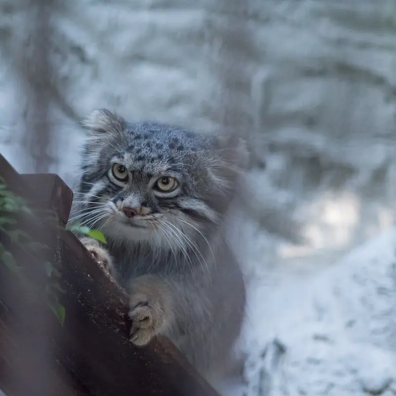 野毛山動物園のフィーガの写真