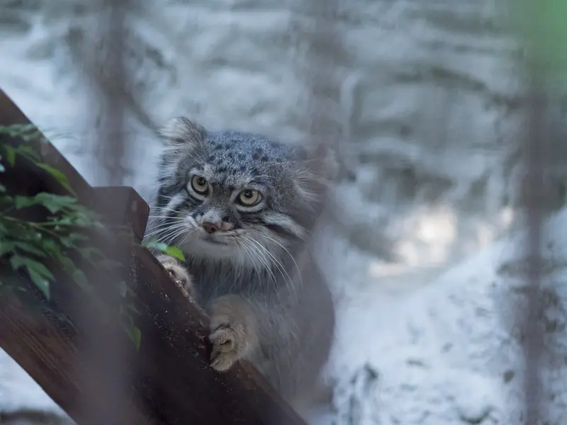 野毛山動物園のフィーガの写真