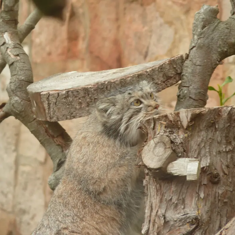 エディンバラ動物園のダッチェスの写真