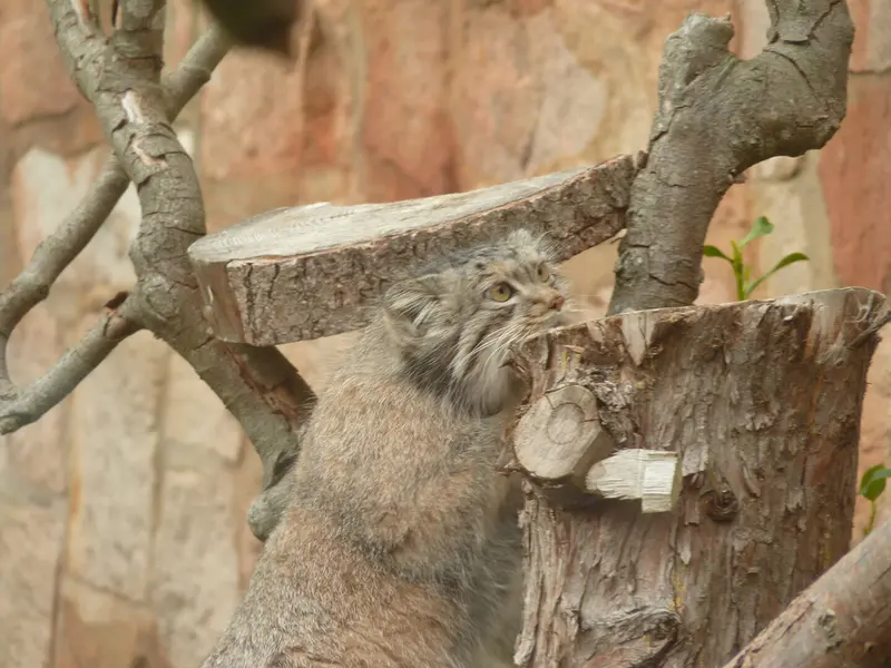 エディンバラ動物園のダッチェスの写真