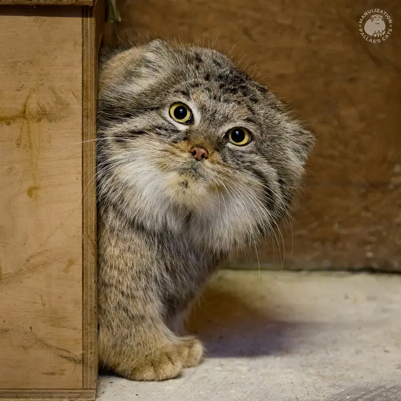 ポズナン新動物園のマゼランの写真