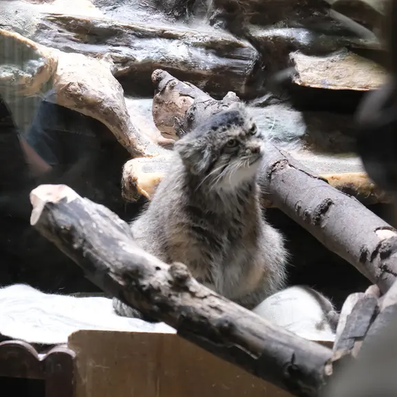 恩賜上野動物園のマヌルネコの写真