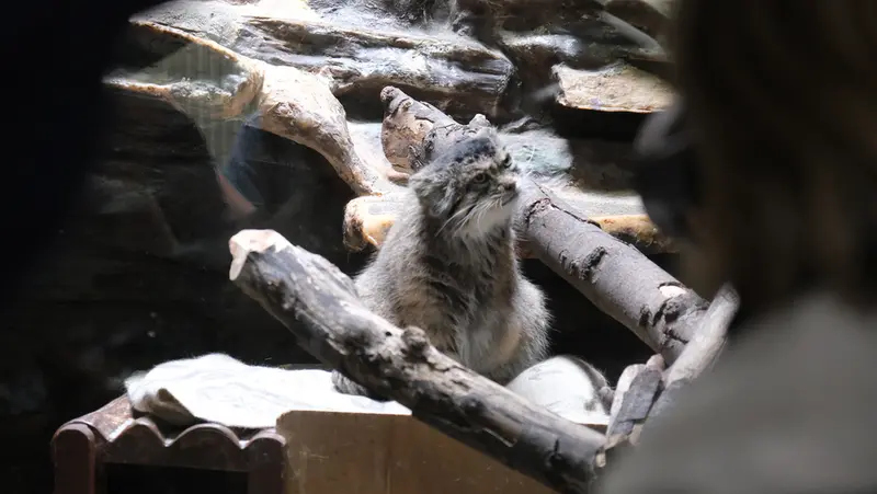 恩賜上野動物園のマヌルネコの写真