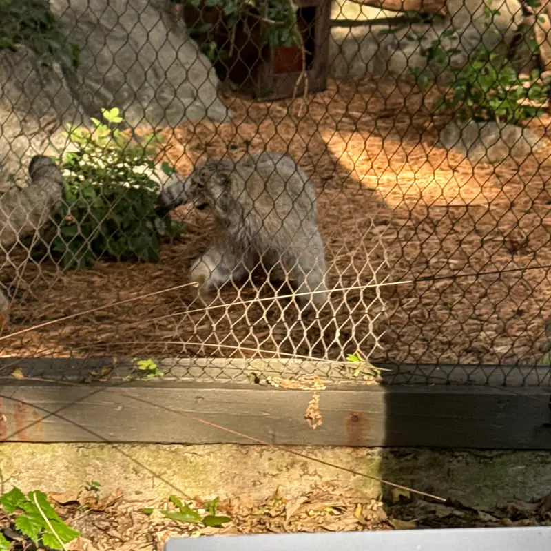 プロスペクト・パーク動物園のバトゥの写真