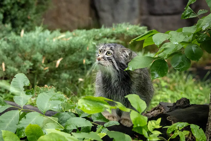 モスクワ動物園のティモフェイの写真