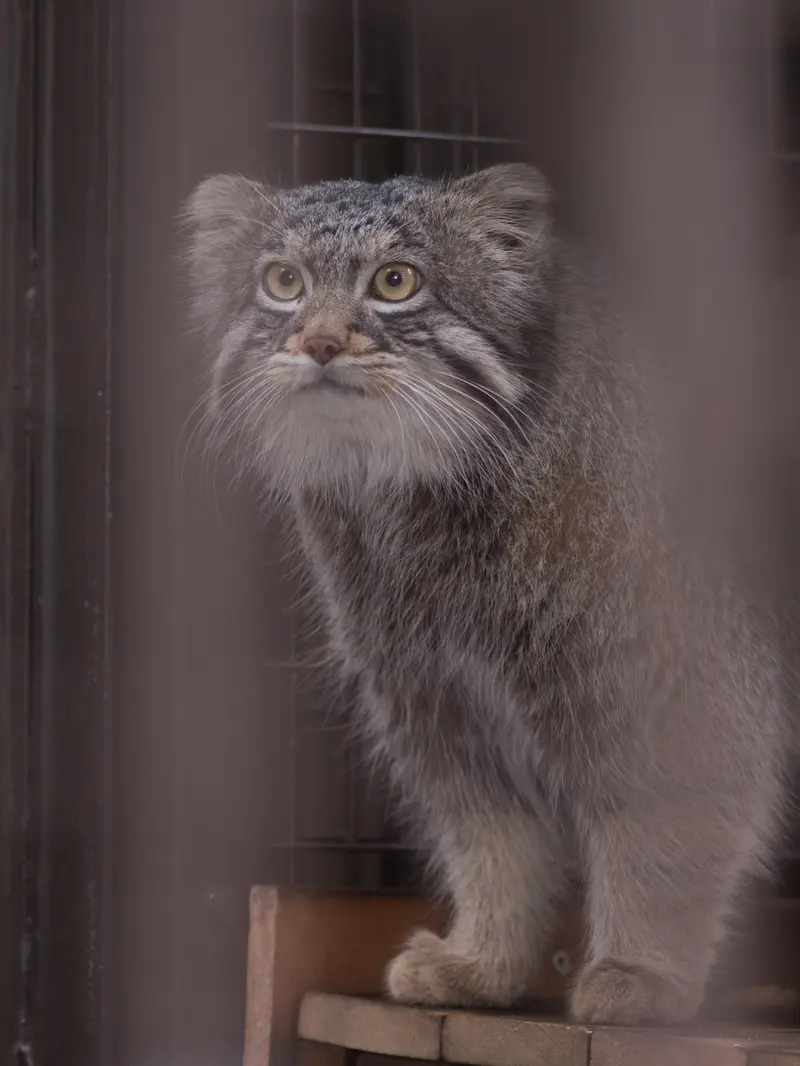 野毛山動物園のフィーガの写真