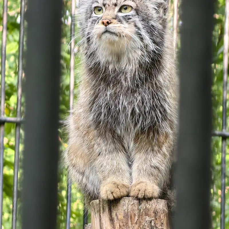 ノヴォシビルスク動物園のシルヴェスターの写真