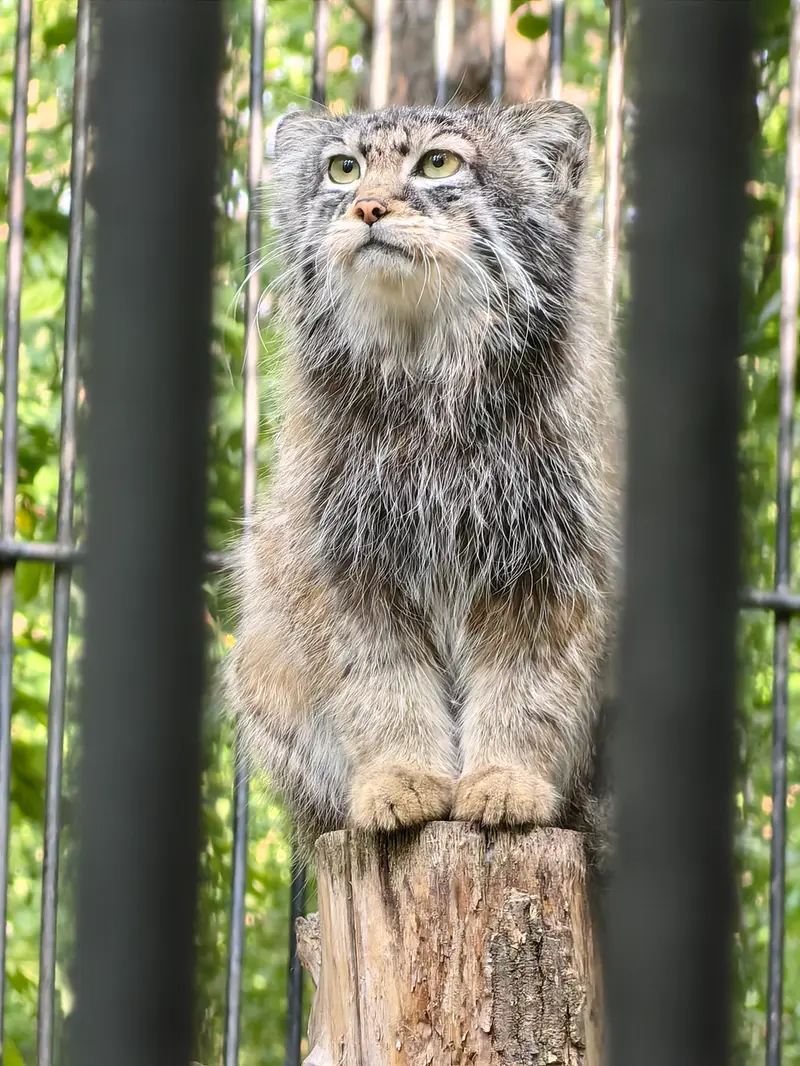 ノヴォシビルスク動物園のシルヴェスターの写真