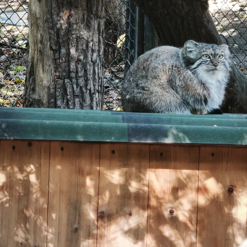 ノヴォシビルスク動物園のスネジャナの写真