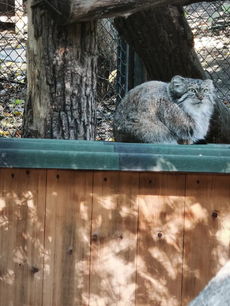 ノヴォシビルスク動物園のスネジャナの写真
