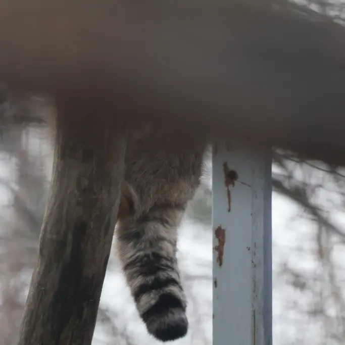 マヌルネコの写真