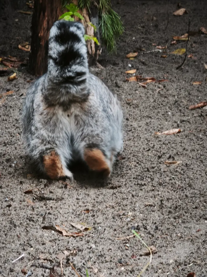 ノヴォシビルスク動物園のグレイの写真