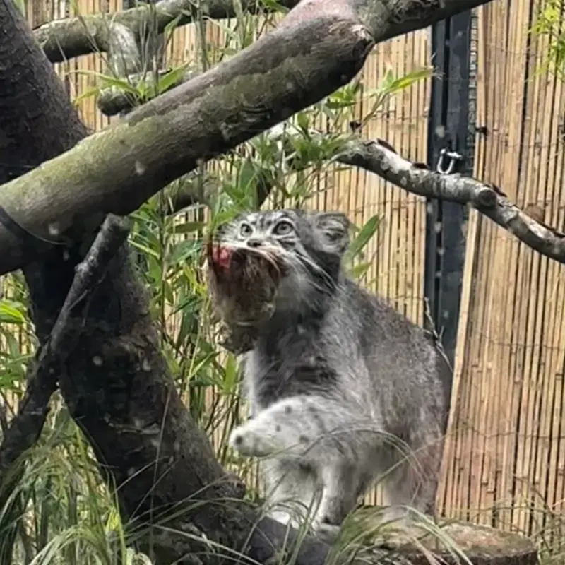エディンバラ動物園のアキコの写真