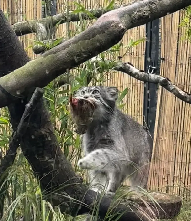 エディンバラ動物園のアキコの写真