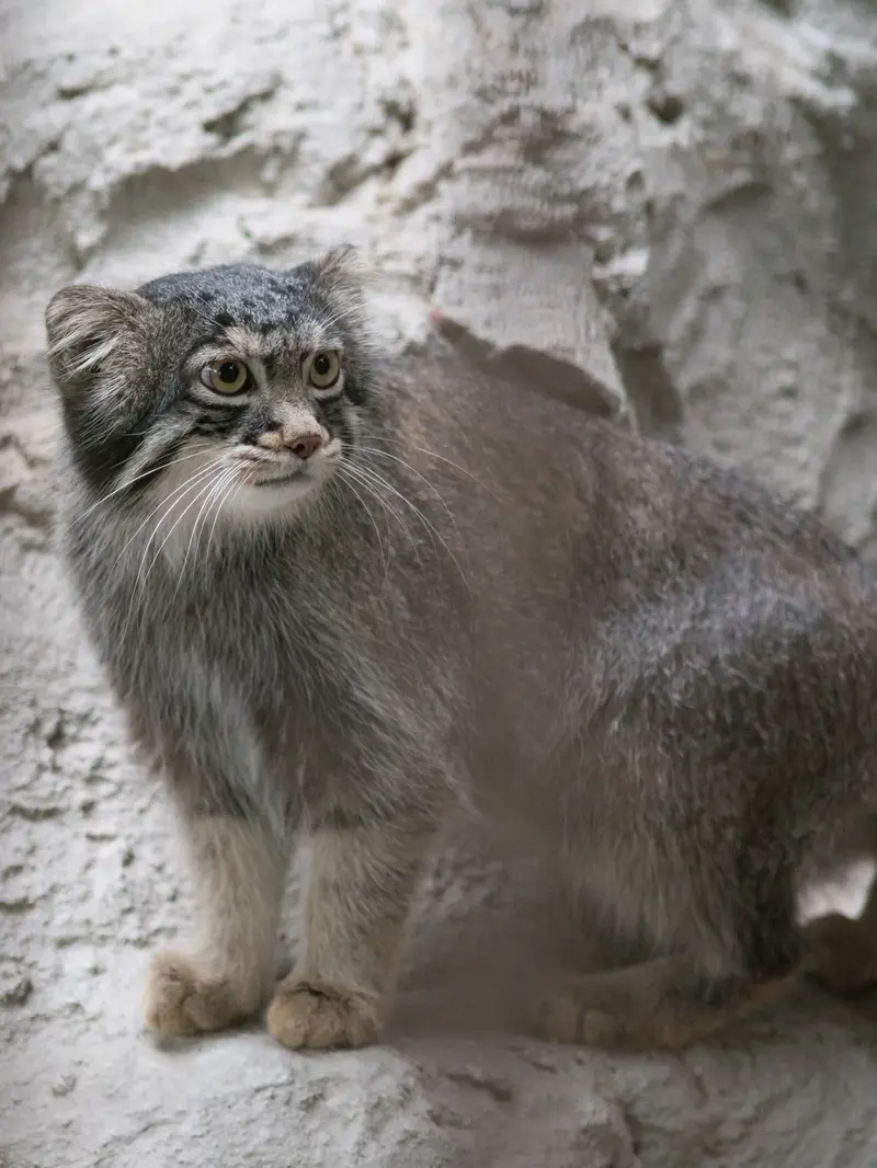 野毛山動物園のフィーガの写真