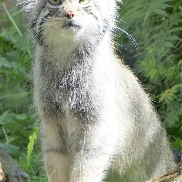 タリン動物園のアイオロスの写真