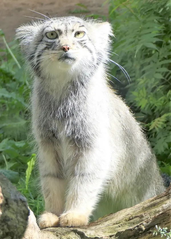 タリン動物園のアイオロスの写真