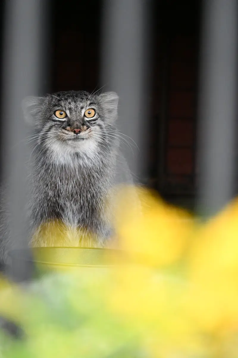 ごかつら池どうぶつパークのメイの写真