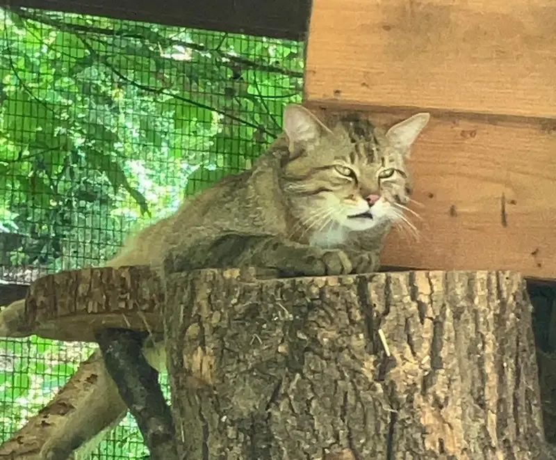 ノイヴィート動物園のマヌルネコの写真