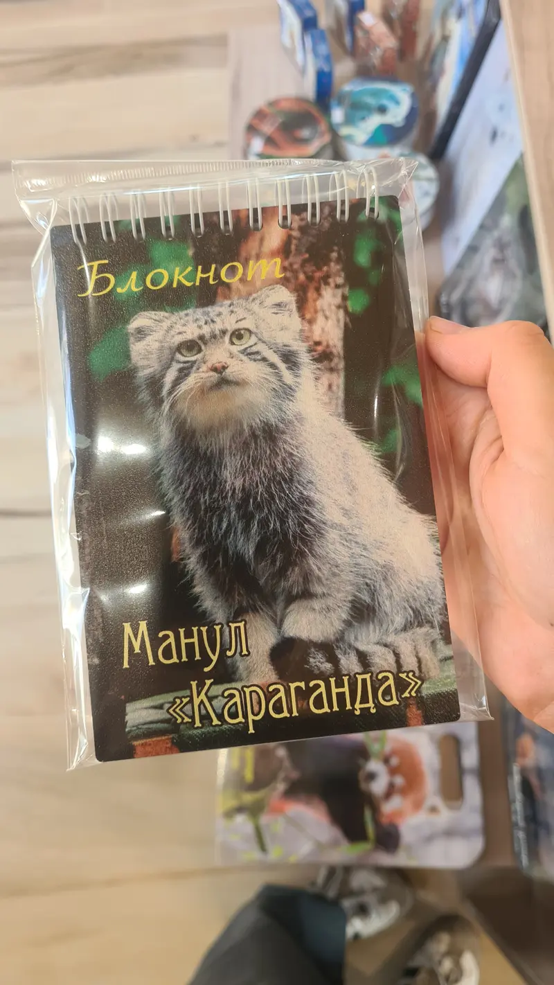 マヌルネコの写真