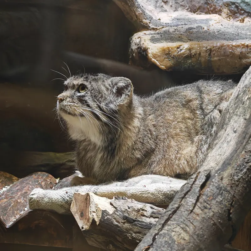 恩賜上野動物園のサフランの写真