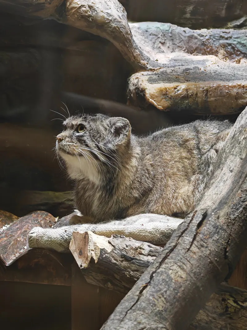 恩賜上野動物園のサフランの写真