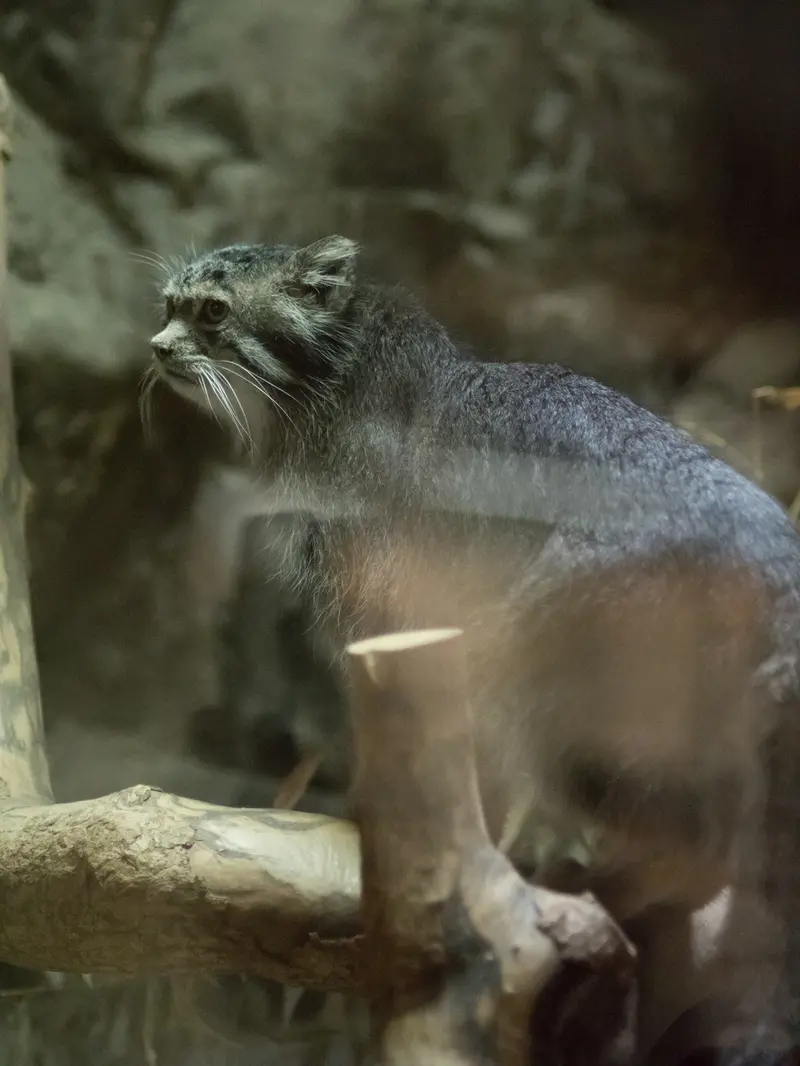 恩賜上野動物園のクリョンの写真