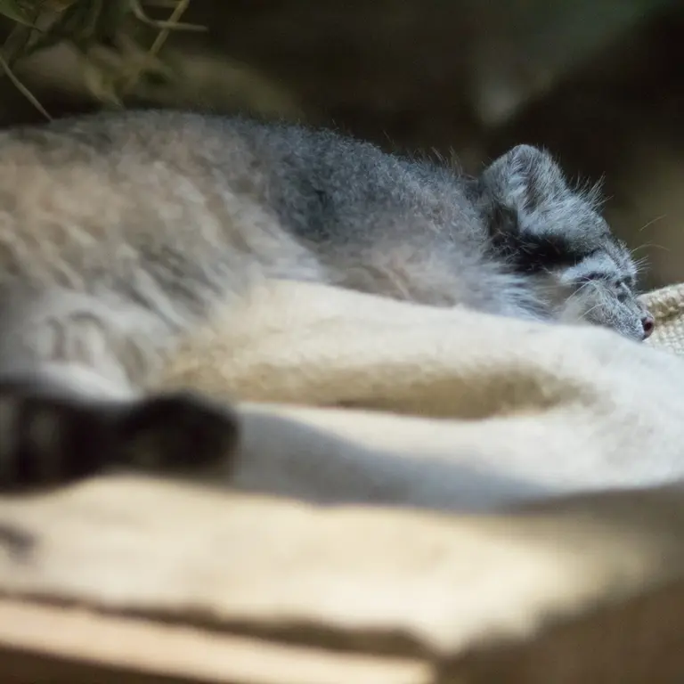 恩賜上野動物園のクリョンの写真