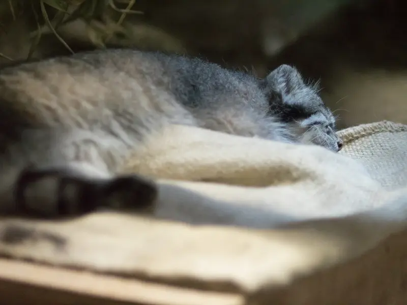 恩賜上野動物園のクリョンの写真