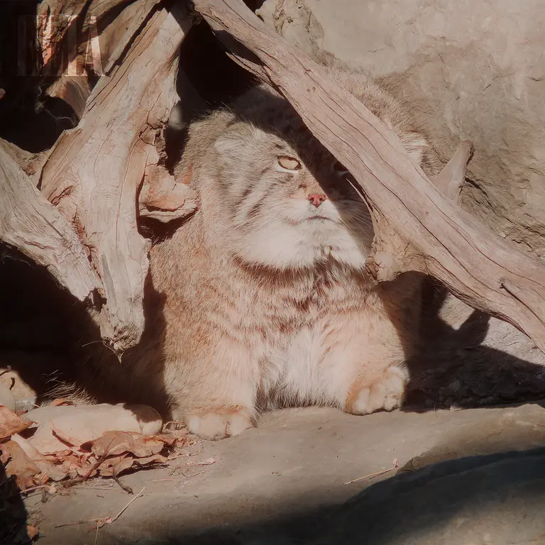 カルガリー動物園 / ワイルダー研究所のオラフの写真