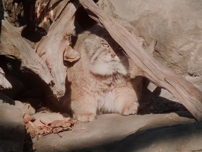 カルガリー動物園 / ワイルダー研究所のオラフの写真